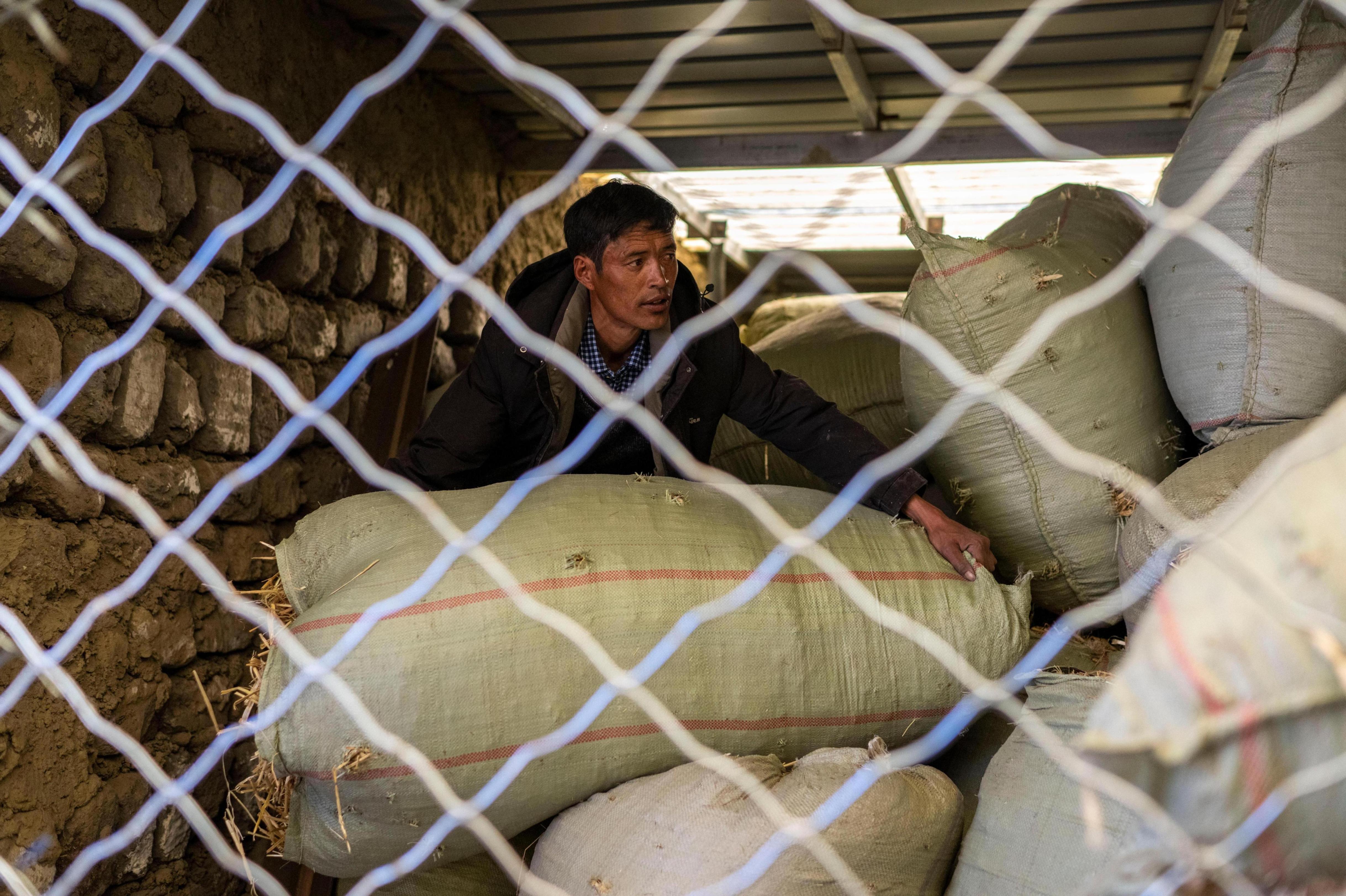 80后村支书顿珠正在村里的牛棚整理饲料。人民网记者 翁奇羽摄