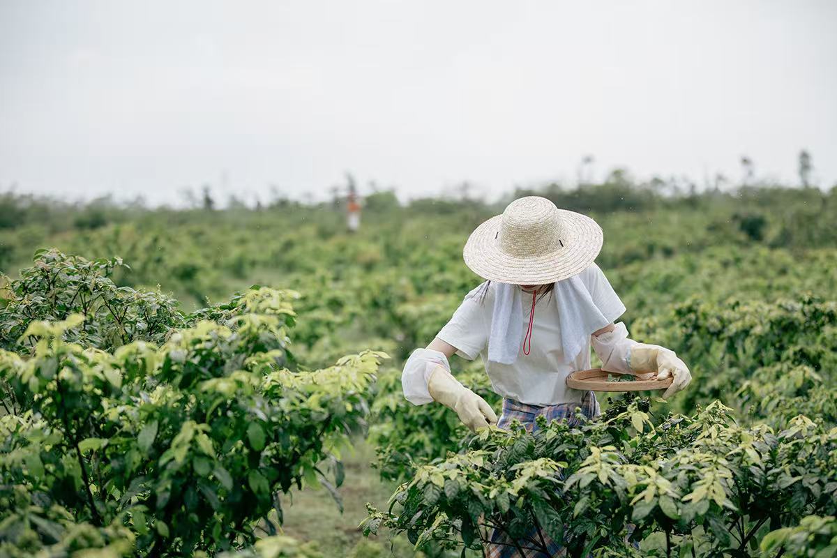 鹧鸪茶基地内，茶农在采茶。受访者供图
