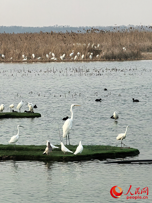 衡水湖樱花岛多种鸟类云集栖息。人民网 刘文邦摄