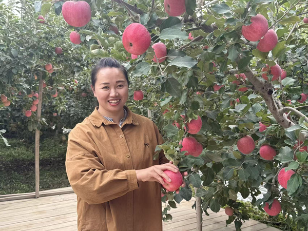王云芝向记者介绍阿克苏苹果。人民网 刘橦洁摄